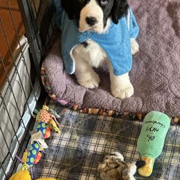 English Springer Spaniel Puppies from Dalsland