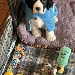 English Springer Spaniel Puppies from Dalsland