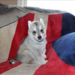 Weezer - Gray and white male Siberian Husky puppy in Le Sueur, Minnesota from Tevana Siberians LLC