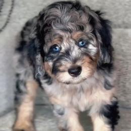 Sophie - Merle female Bernedoodle puppy in West Jordan, Utah from Doodles Friend
