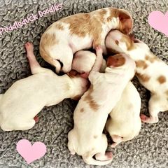 Double Doodle Puppies from Puddleduck Doodles