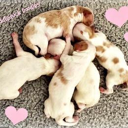 Double Doodle Puppies from Puddleduck Doodles