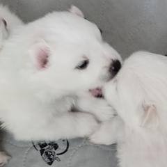 American Eskimo Dog Puppies from Diamond Storm Eskies