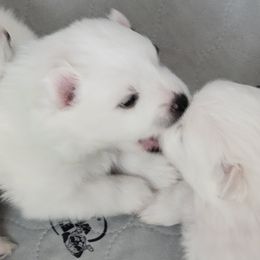 American Eskimo Dog Puppies from Diamond Storm Eskies