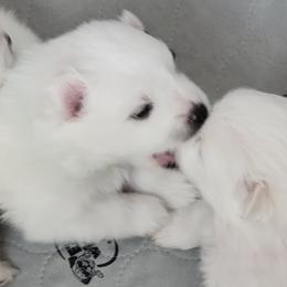 American Eskimo Dog Puppies from Diamond Storm Eskies