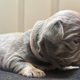 French Bulldogs from North Fork Frenchies