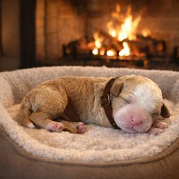 Brown collar boy - Red  male Goldendoodle puppy in Inman, South Carolina from Mossy Doodles LLC
