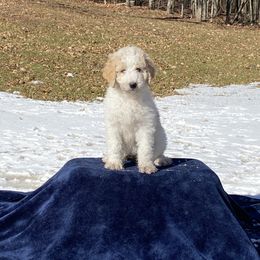 Goldendoodle Puppies from Happy Valley Doodles