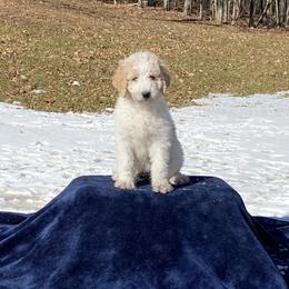 Goldendoodle Puppies from Happy Valley Doodles