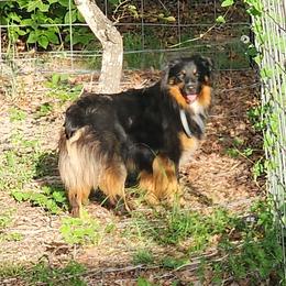 Australian Shepherd puppies from Thundering Hooves Ranch's Australian Shepherds