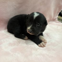 Border Collie Puppies from Vowell Farm Border Collies