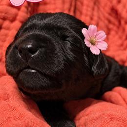 Labrador Retriever Puppies from Mahmen's Meadow Retrievers