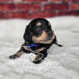 OS1-5 - Black and cream male Dachshund puppy in Martin City, Montana from FleuryDachs