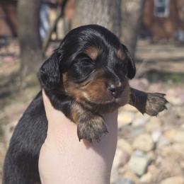 Colin - Black and tan male Dachshund puppy in Windom, Minnesota from Aster Creek Dachshunds & Australian Shepherds
