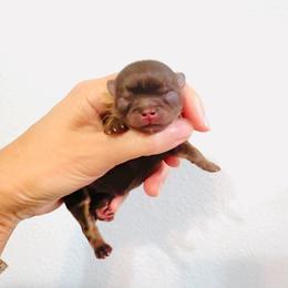 Princess Chocolate Diva - Chocolate and tan female Chihuahua puppy in Santa Rosa Beach, Florida from Eva's Chihuahuas