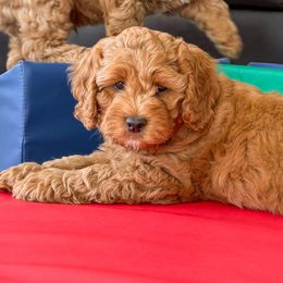 Purple Collar - Apricot female Australian Labradoodle puppy in Vandenberg Space Force Base, California from Peak Australian Labradoodles