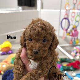 Bernedoodle, Cavalier King Charles Spaniel, Cavapoo, Goldendoodle, and Poodle Puppies from Gypsi Doodles & Poodles LLC.
