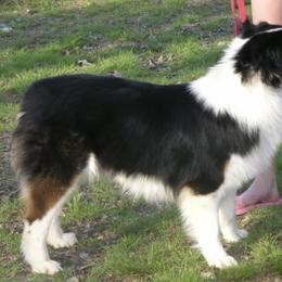 Weather - Australian Shepherd