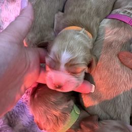 Orange - Buff and white female Cocker Spaniel puppy in Justin, Texas from Flud Farm Cocker Spaniels