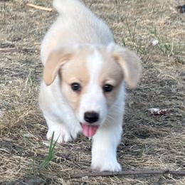 Lee - Red and white male Cardigan Welsh Corgi puppy in Princeton, Texas from Fable Cardigan Welsh Corgis