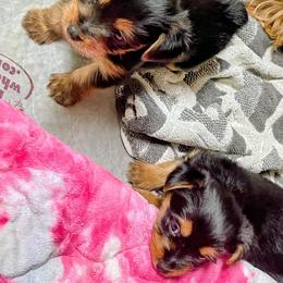 Waylon - Black and tan male Yorkshire Terrier puppy in Grafton, West Virginia from Gemstone Kennel