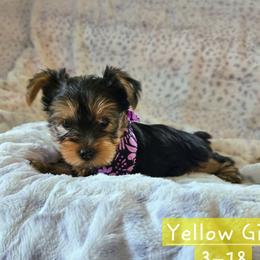 Poppy - Black and gold female Yorkshire Terrier puppy in Nitro, West Virginia from Kathryn's Yorkies
