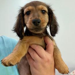 Bon Jovi - Red male Dachshund puppy in Pulaski, Tennessee from Billboard Doxies