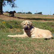 5 - Female - Evie - Dun Kangal puppy in Florida from DASA Ridge Kangals
