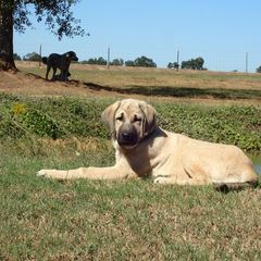 5 - Female - Evie - Dun Kangal puppy in Florida from DASA Ridge Kangals