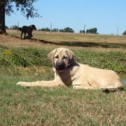 5 - Female - Evie - Dun Kangal puppy in Florida from DASA Ridge Kangals