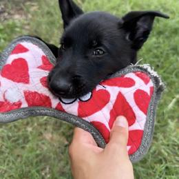 Red Collar - Black male Belgian Malinois puppy in Mesa, Arizona from Sun Valley Malinois