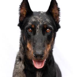 Nova - Beauceron