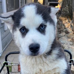 Cupid - Black and white Pomsky puppy in Prescott, Arizona from Preskitt Pomskies