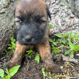 Gerald - Wheaten male Soft Coated Wheaten Terrier puppy in Nokomis, Illinois from Windhill Wheatens