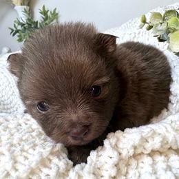 Sailor - Chocolate male Pomeranian puppy in Eden, North Carolina from Whippoorwill Pomeranians