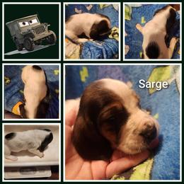 Sarge - Black white and tan male Basset Hound puppy in Mill Springs, North Carolina from Mountain View Basset Hounds