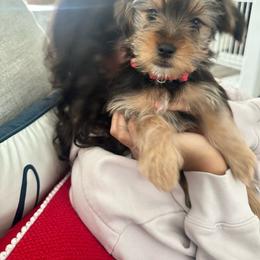 Kona - Black & tan tri-color male Morkie puppy in Virginia Beach, Virginia from Morkie