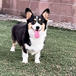 Mochi - Pembroke Welsh Corgi