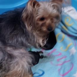 Boston Terriers, Pugs, and Yorkshire Terriers from Land B Star Classy Puppies