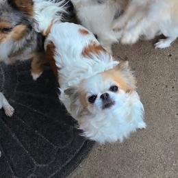 Sugie - Sable spotted white female Chihuahua puppy in Xenia, Ohio from Moose Creek Chihuahua's