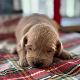 Northwind - Cream male Goldendoodle puppy in Greenville, North Carolina from ENC Goldendoodles
