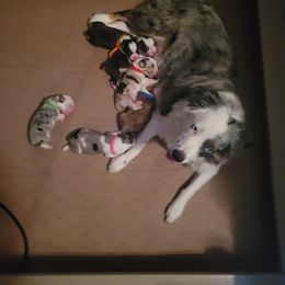 Aussiedoodle, Miniature Australian Shepherd, and Toy Australian Shepherd Puppies from Valley Toy Aussies