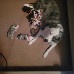 Aussiedoodle, Miniature Australian Shepherd, and Toy Australian Shepherd Puppies from Valley Toy Aussies