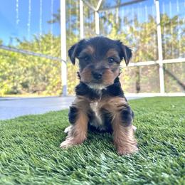 Orion - Parti male Yorkshire Terrier puppy in Riverview, Florida from Luna's Treasures