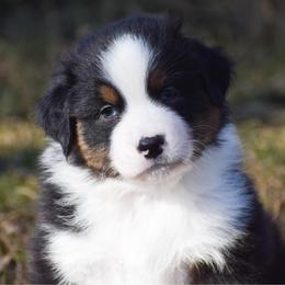 Agnarr - Black tri-color male Australian Shepherd puppy in Easton, Missouri from MMA Kennel