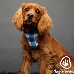 Charlie - Companion Cross