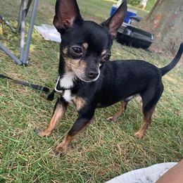 Boots - Chihuahua