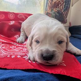 Waylon - Golden male Golden Retriever puppy in Colville, Washington from Rosehaven Homestead