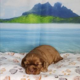 Zoey - Ruby female Cavalier King Charles Spaniel puppy in Marshfield, Missouri from Clearview Kennels