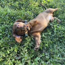 Dachshund Puppies from Wiggle Critter Farm